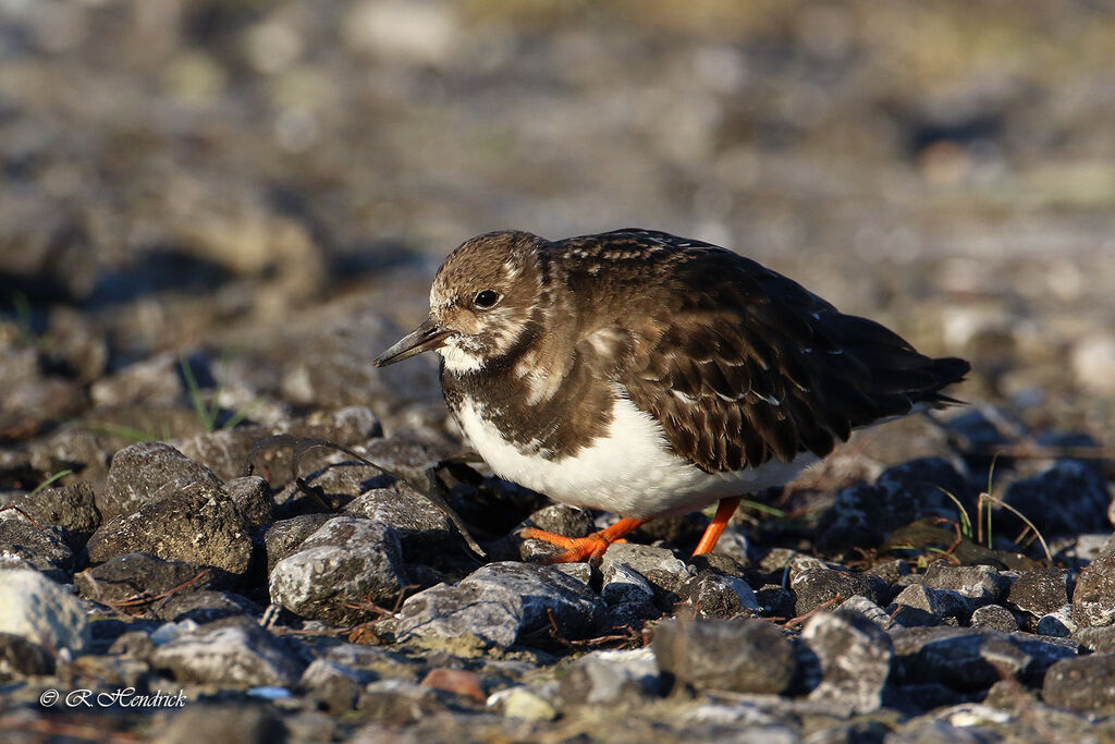Ruddy Turnstone