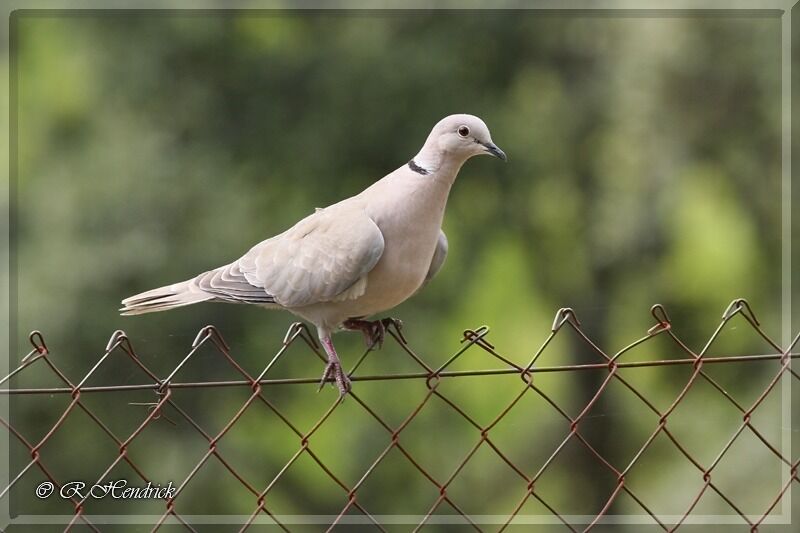 Eurasian Collared Dove
