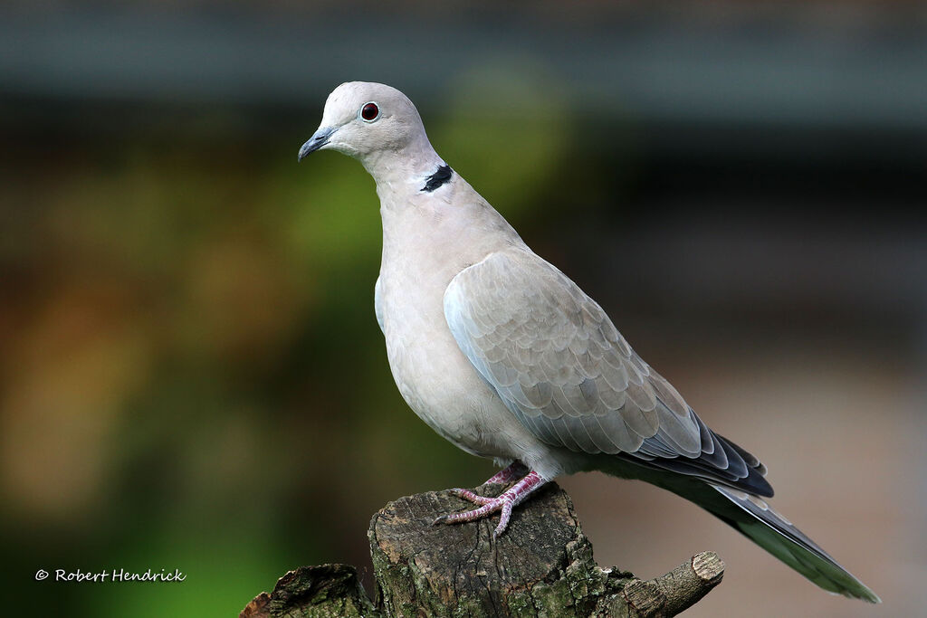 Eurasian Collared Dove