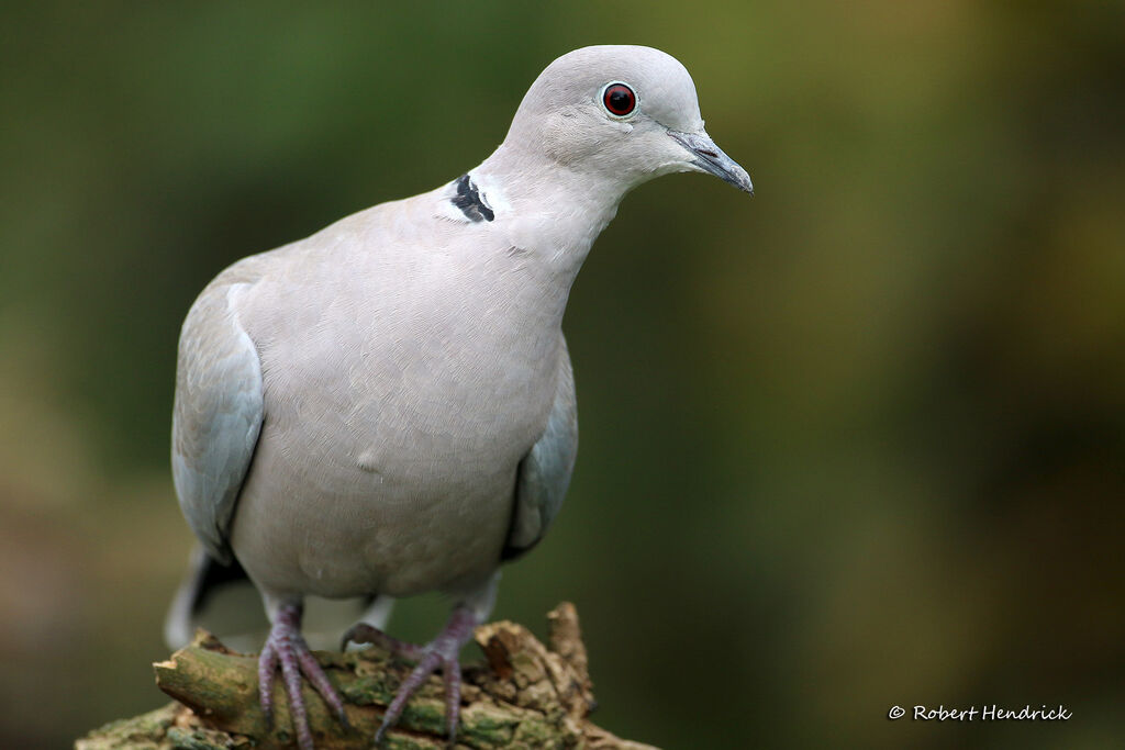Eurasian Collared Dove