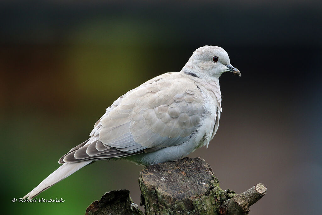 Eurasian Collared Dove