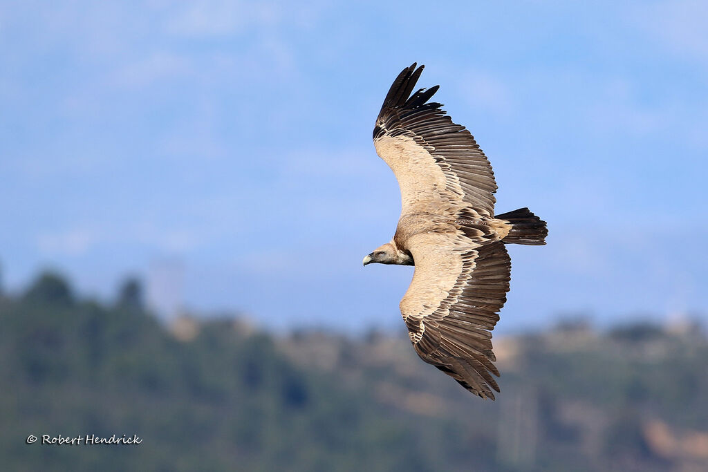 Vautour fauve