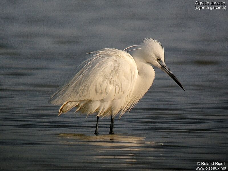 Aigrette garzetteadulte