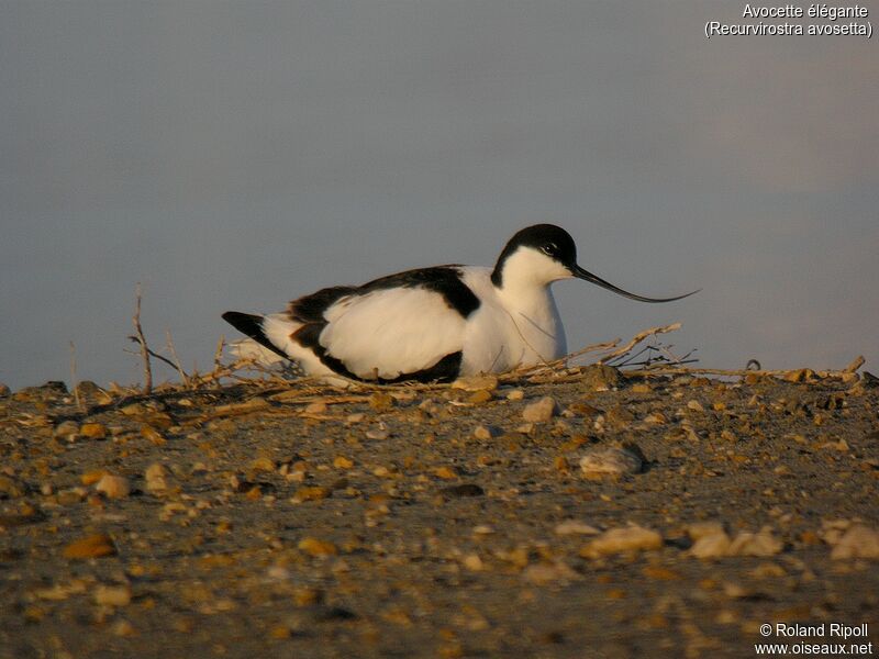 Avocette éléganteadulte nuptial