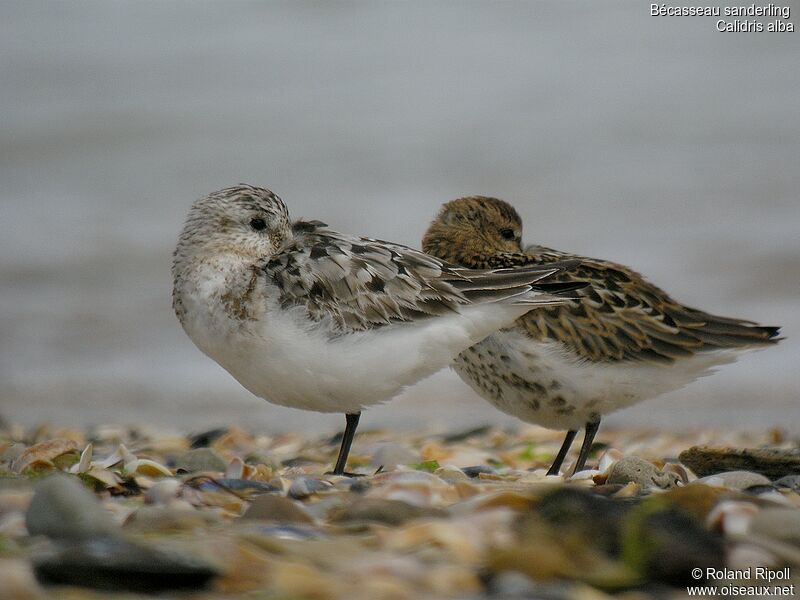 Bécasseau sanderling