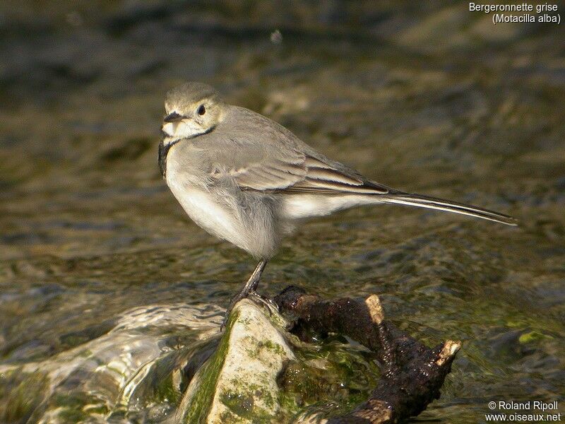 White Wagtail