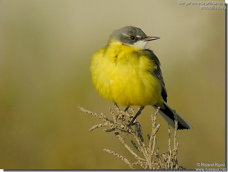 Western Yellow Wagtail male adult breeding