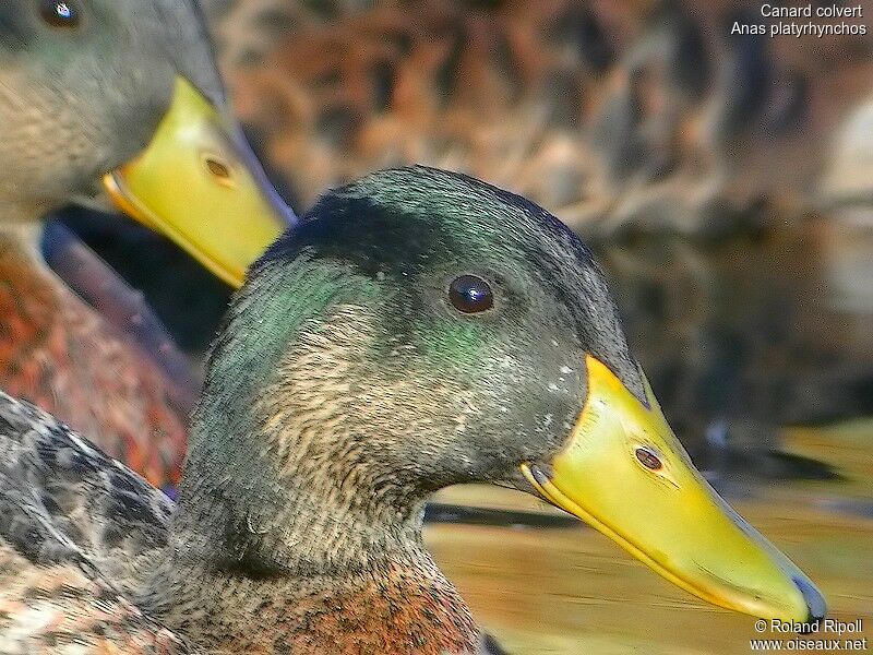 Canard colvert mâle adulte
