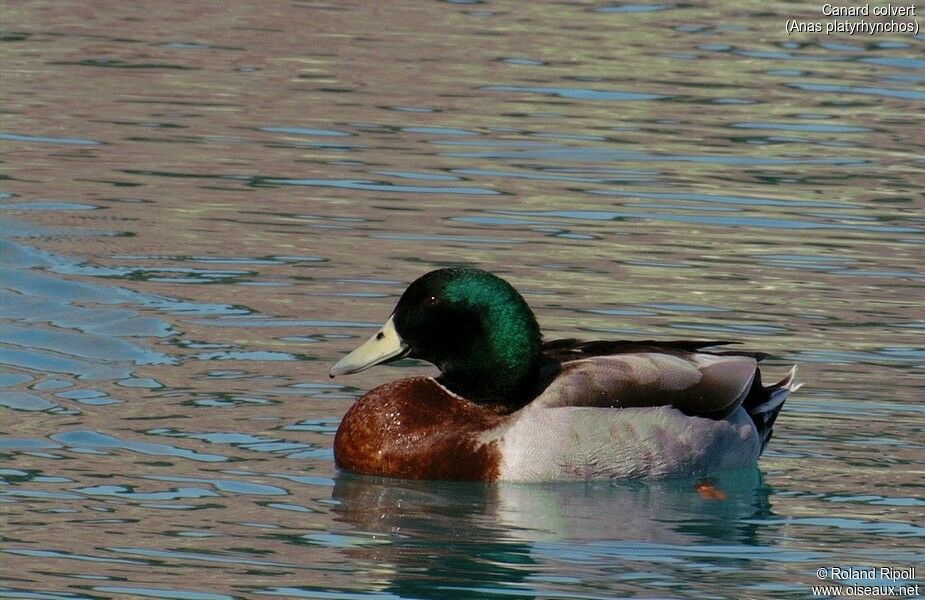 Canard colvert