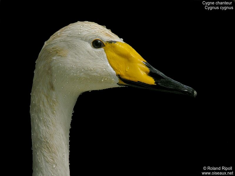 Whooper Swanadult breeding
