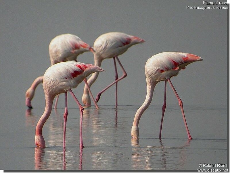 Flamant roseadulte