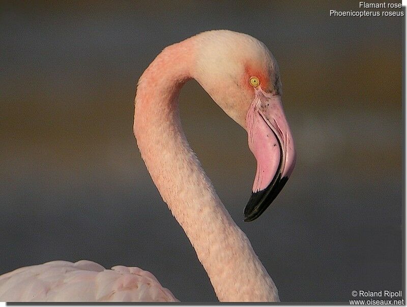 Flamant roseadulte