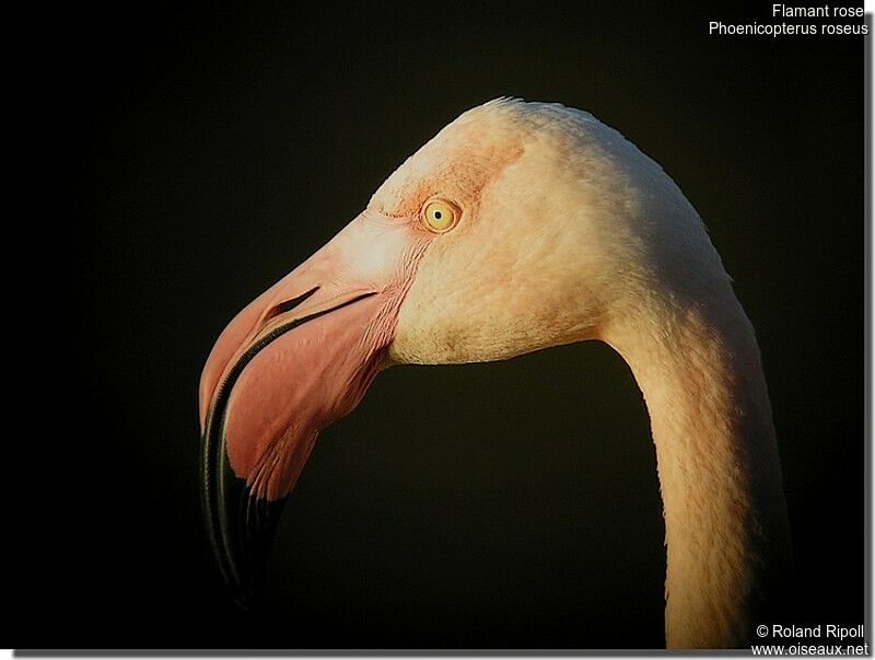 Greater Flamingoadult