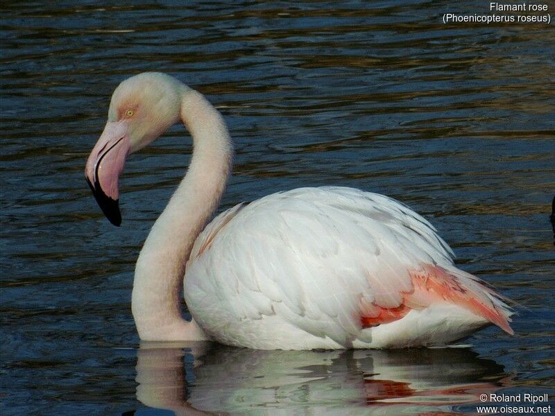Flamant rose
