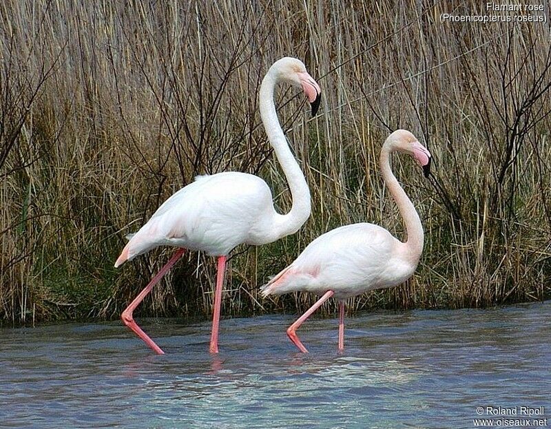 Greater Flamingo