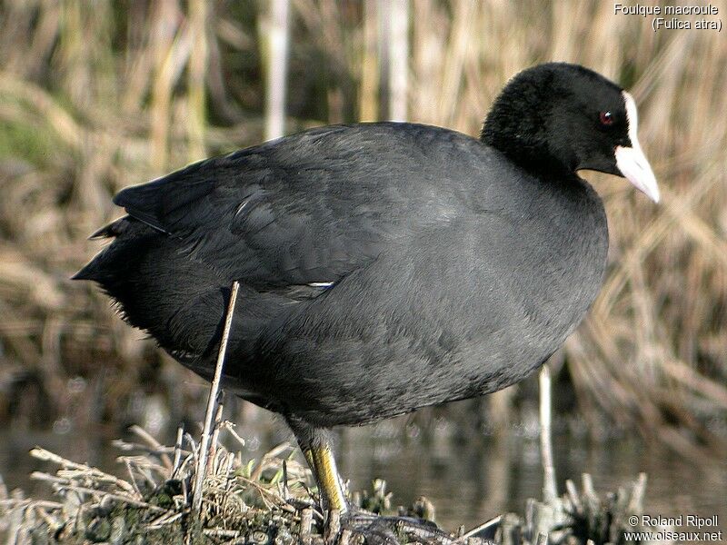 Eurasian Coot