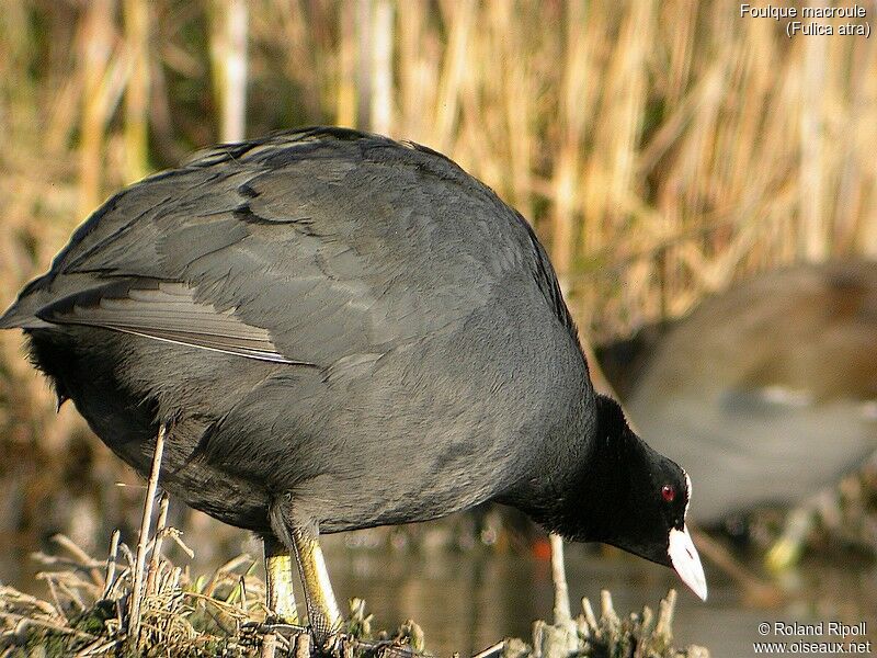 Eurasian Coot