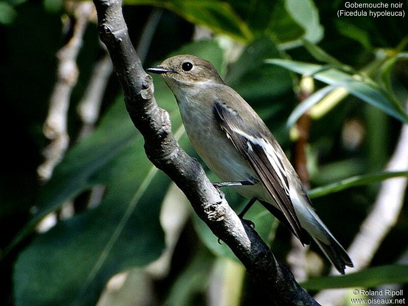 European Pied Flycatcher