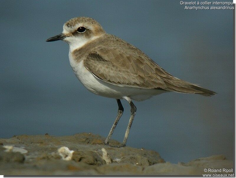 Kentish Plover female adult breeding