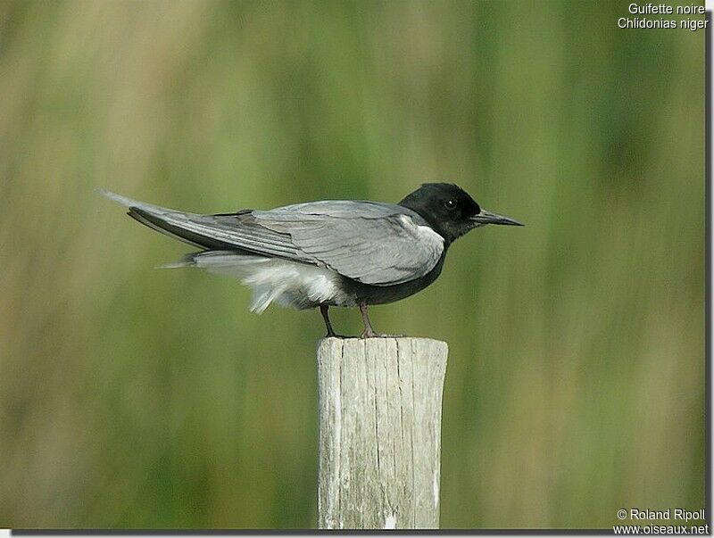 Black Ternadult breeding