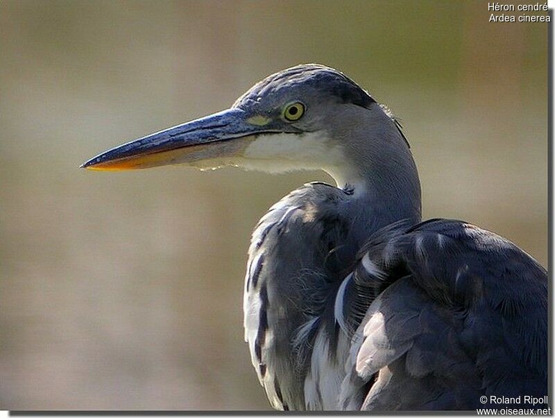 Grey Heronadult