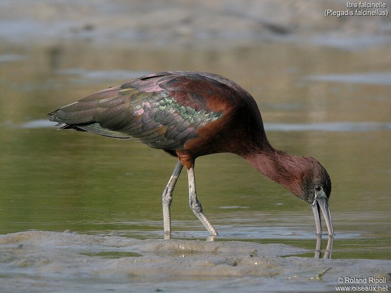 Glossy Ibis, walking, eats