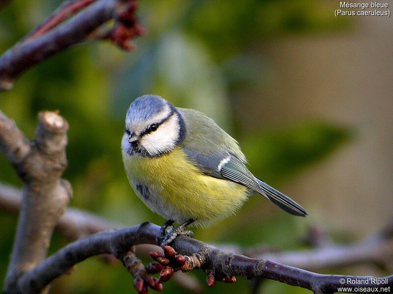 Eurasian Blue Tit