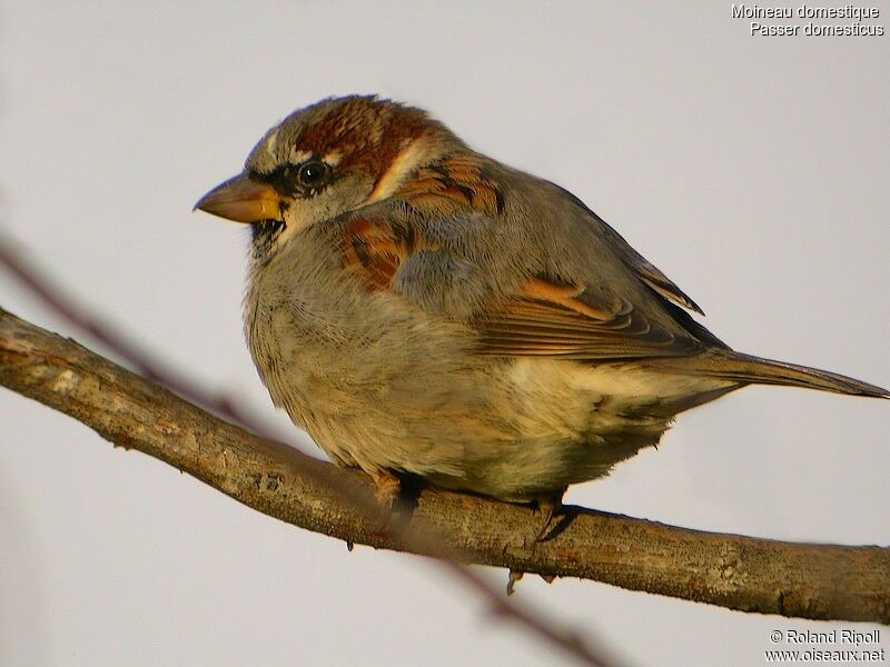 Moineau domestique mâle adulte internuptial