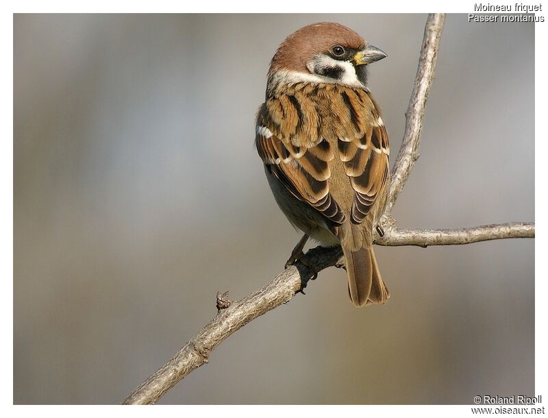Moineau friquetadulte internuptial, identification