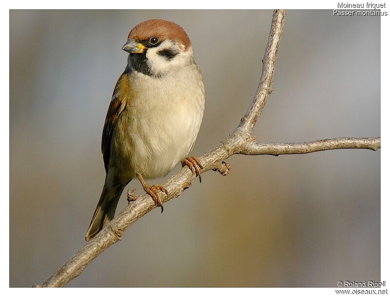 Moineau friquetadulte internuptial, identification