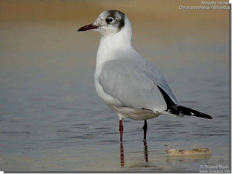 Black-headed Gulladult post breeding