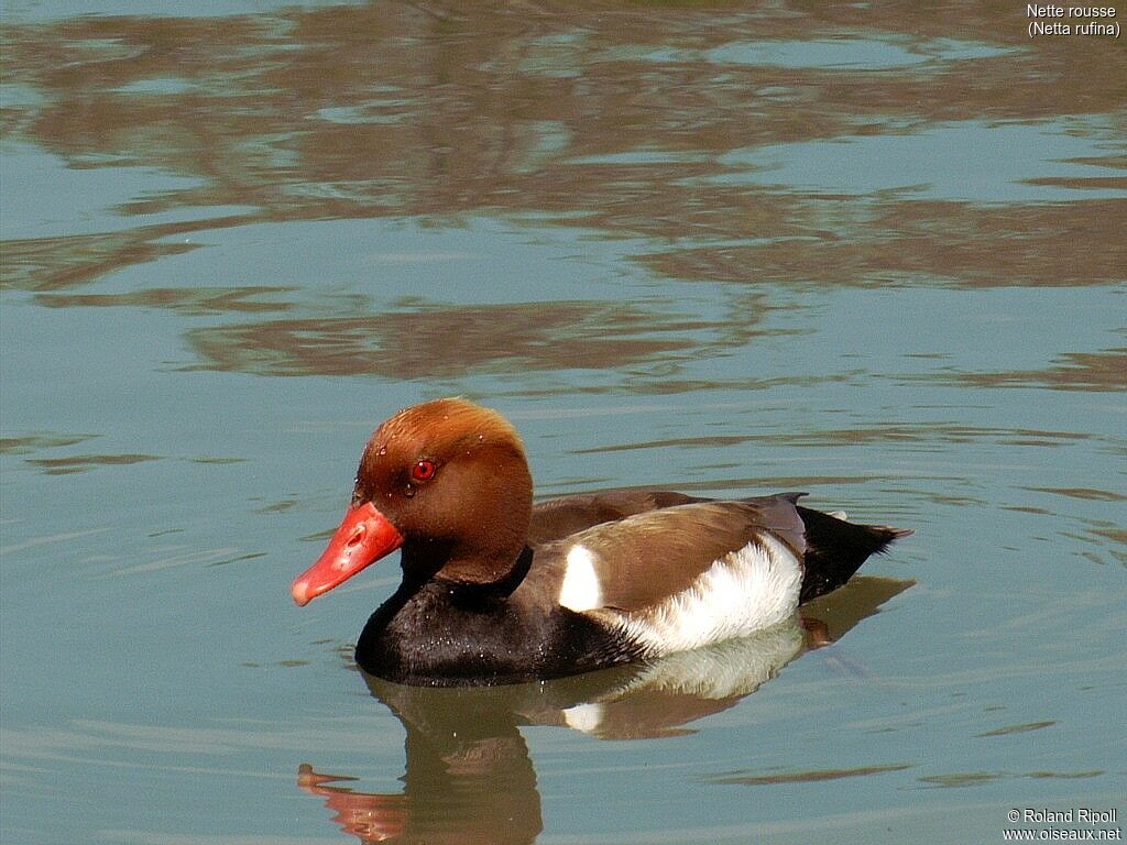 Red-crested Pochard