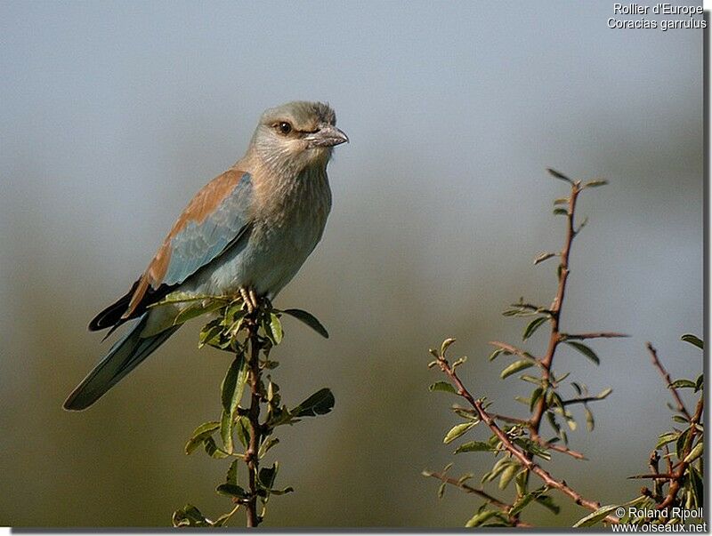 Rollier d'Europejuvénile, identification