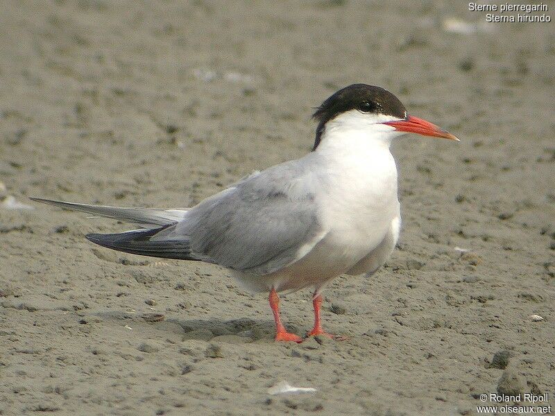 Common Ternadult breeding