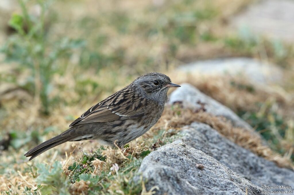 Dunnockadult