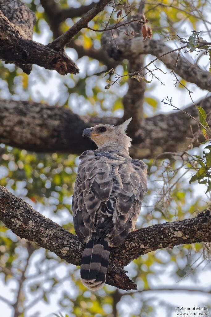 Crowned Eaglejuvenile