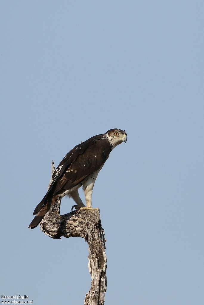 Aigle fasciéadulte, identification