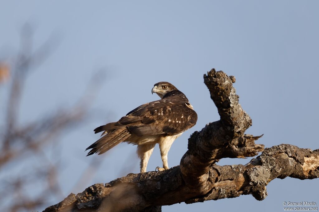 African Hawk-Eagleadult
