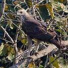 Aigle huppé