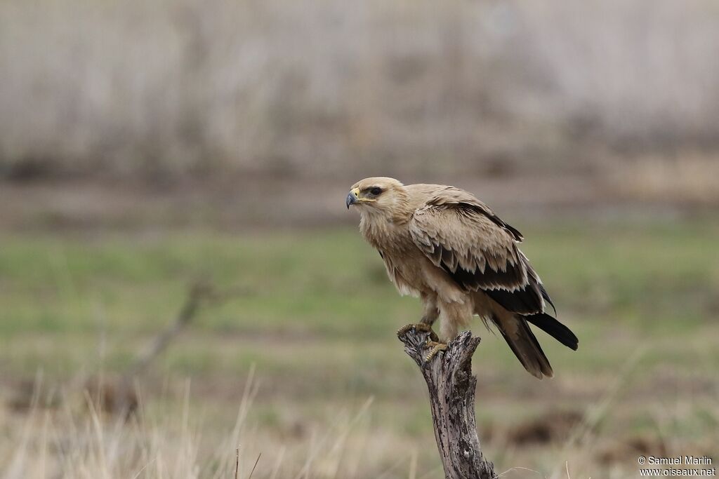 Aigle ravisseuradulte