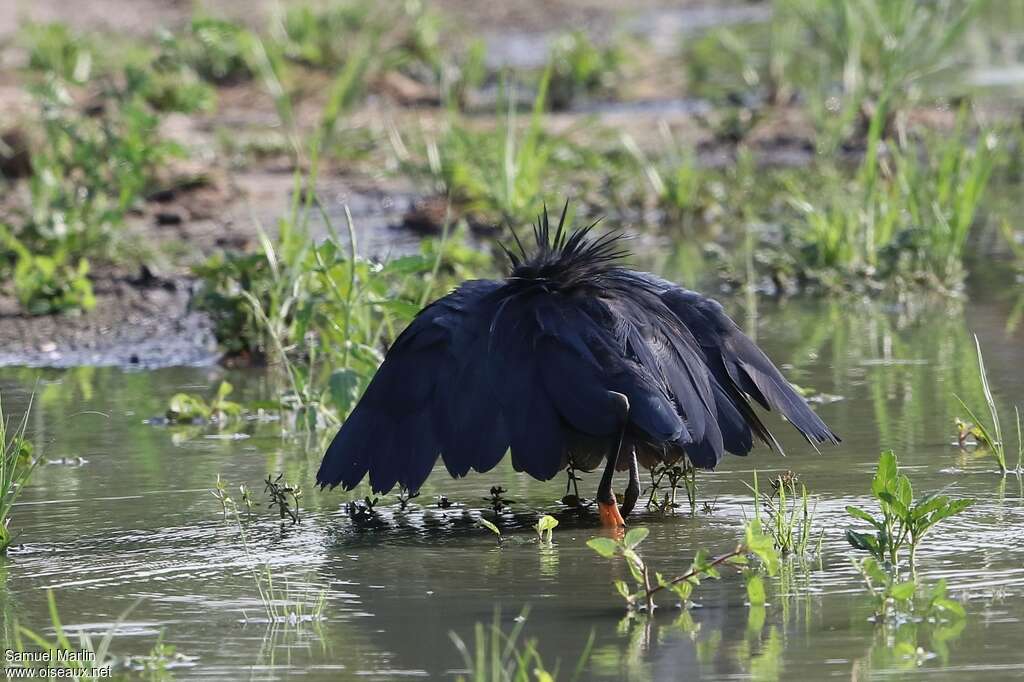 Black Heronadult, habitat, fishing/hunting