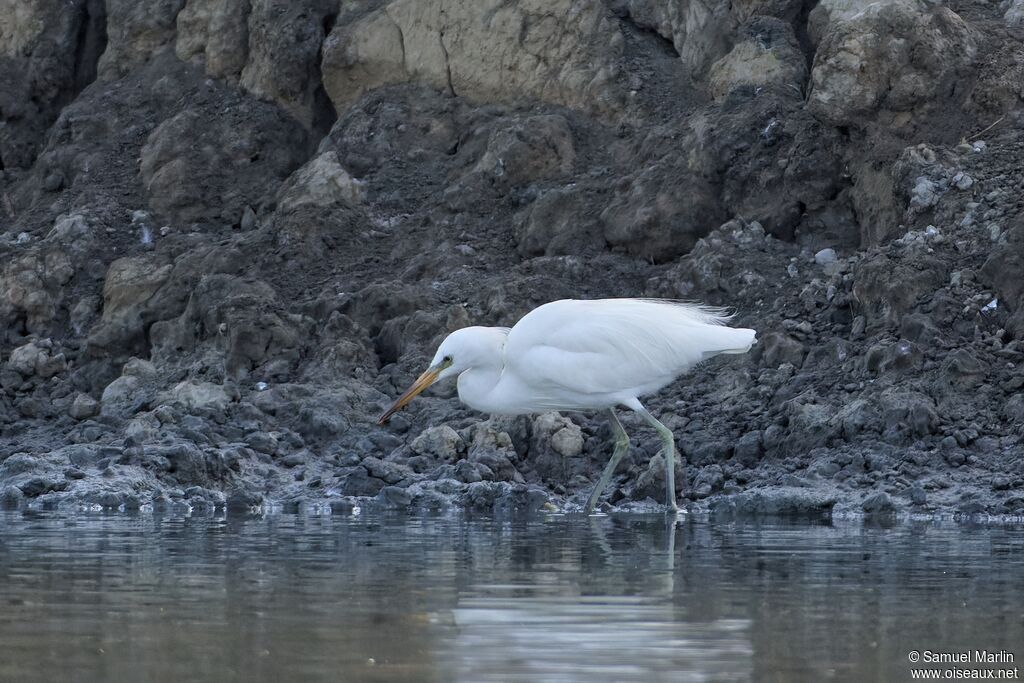 Chinese Egretadult