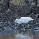 Aigrette de Chine
