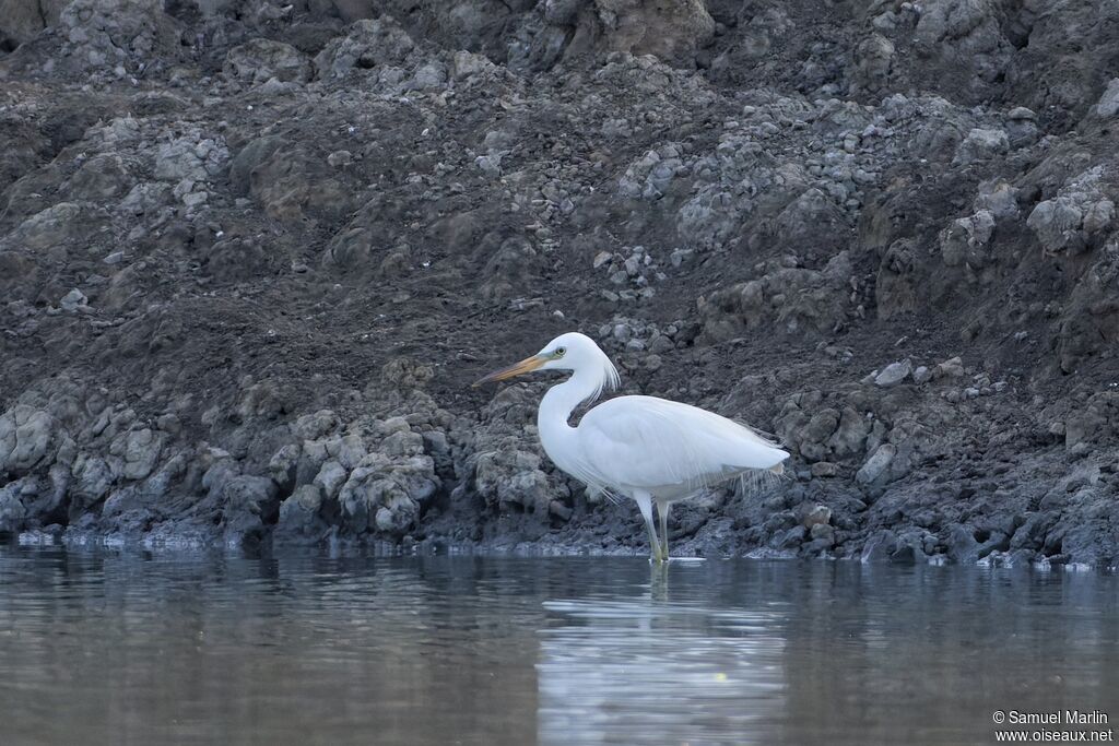 Chinese Egretadult