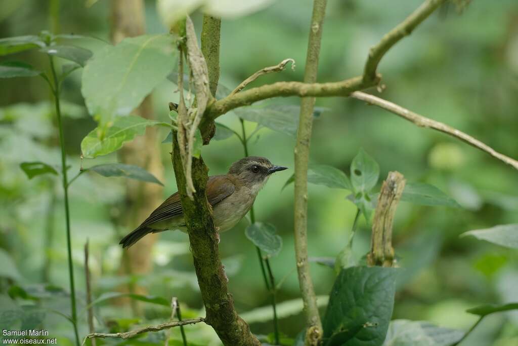 Brown-chested Aletheadult, habitat