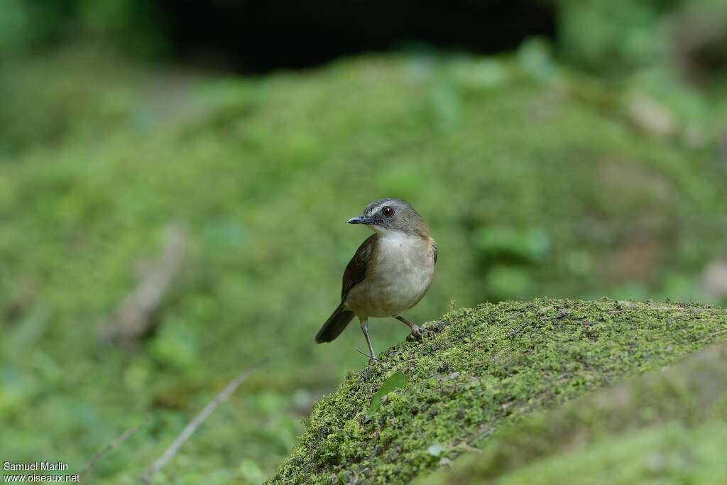 Brown-chested Aletheadult, habitat