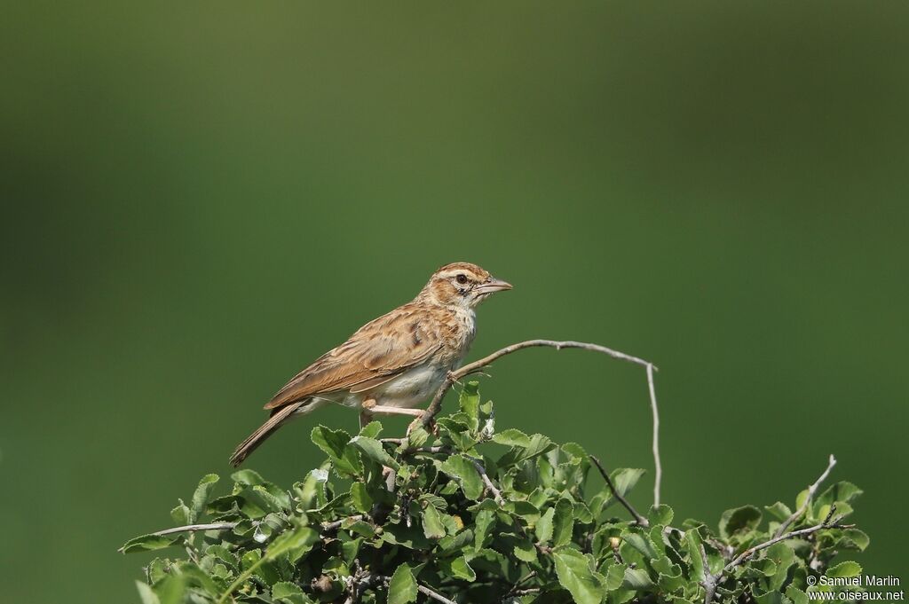 Fawn-colored Lark (alopex)adult, habitat, pigmentation