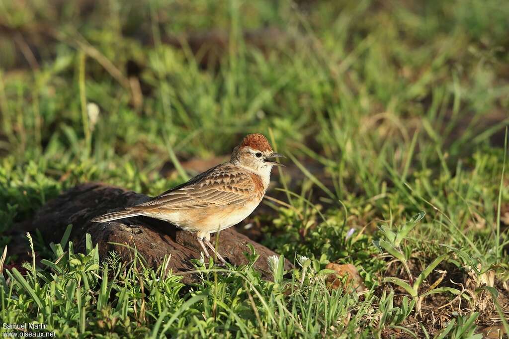 Red-capped Larkadult, habitat, walking, song