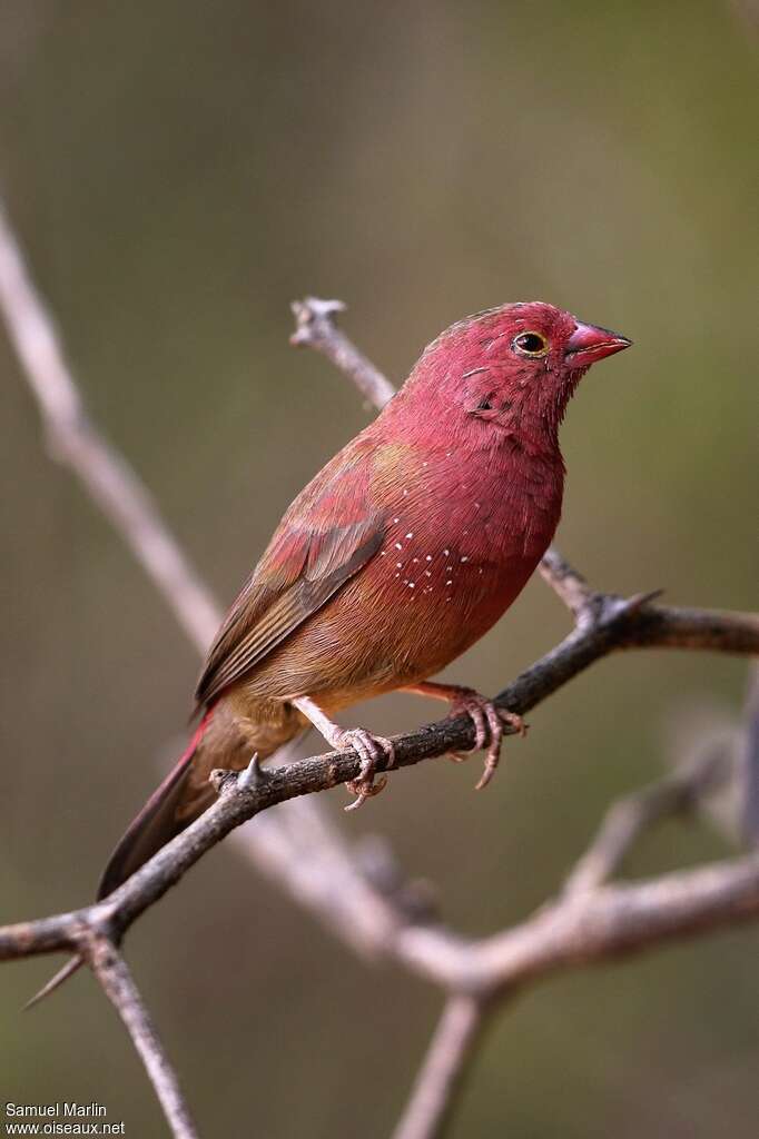 Red-billed Firefinch male adult, identification