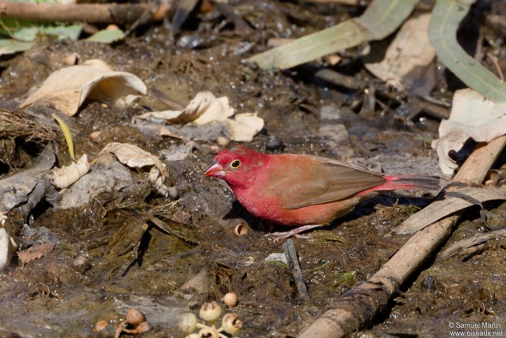 Red-billed Firefinchadult
